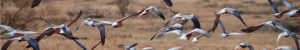 Galahs in Flight 900 x 150